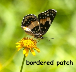 bordered patch-1