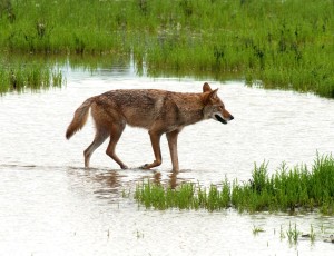 coyote in the water-blog