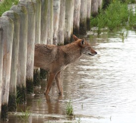 coyote through pilings-blog