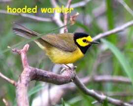hooded warbler-blog