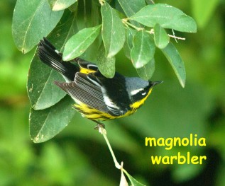 magnolia warbler-1-blog
