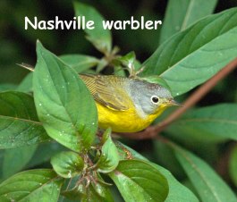 Nashville warbler-blog