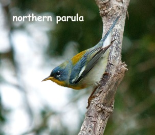 northern parula-blog