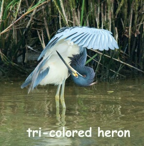 tri-colored heron-blog