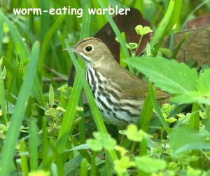 worm-eating warbler in the grass-blog