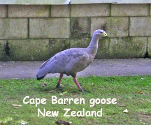 probably flew from Australia to NZ south island