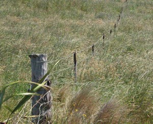 forgotten fence in a grassy field