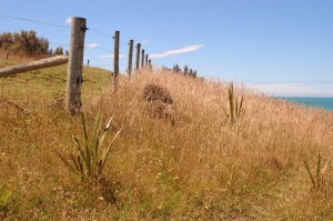 fence in dry grass - lovely place to hike