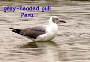 I would have named it a gray-headed gull as well
