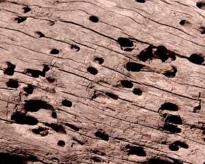 holes in dry log