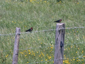 New Zealand welcome swallows