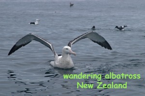 Huge bird. Seen on pelagic boat trip in Hauraki Gulf out of Auckland, New Zealand