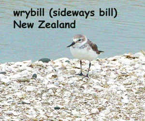 only bird in the world with a bill that curves sideways....for turning over shells