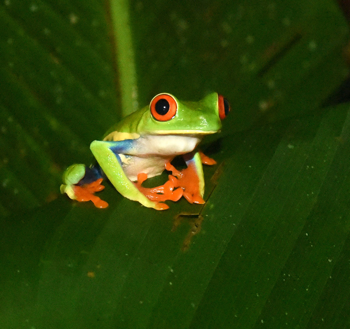 2nd leaf frog
