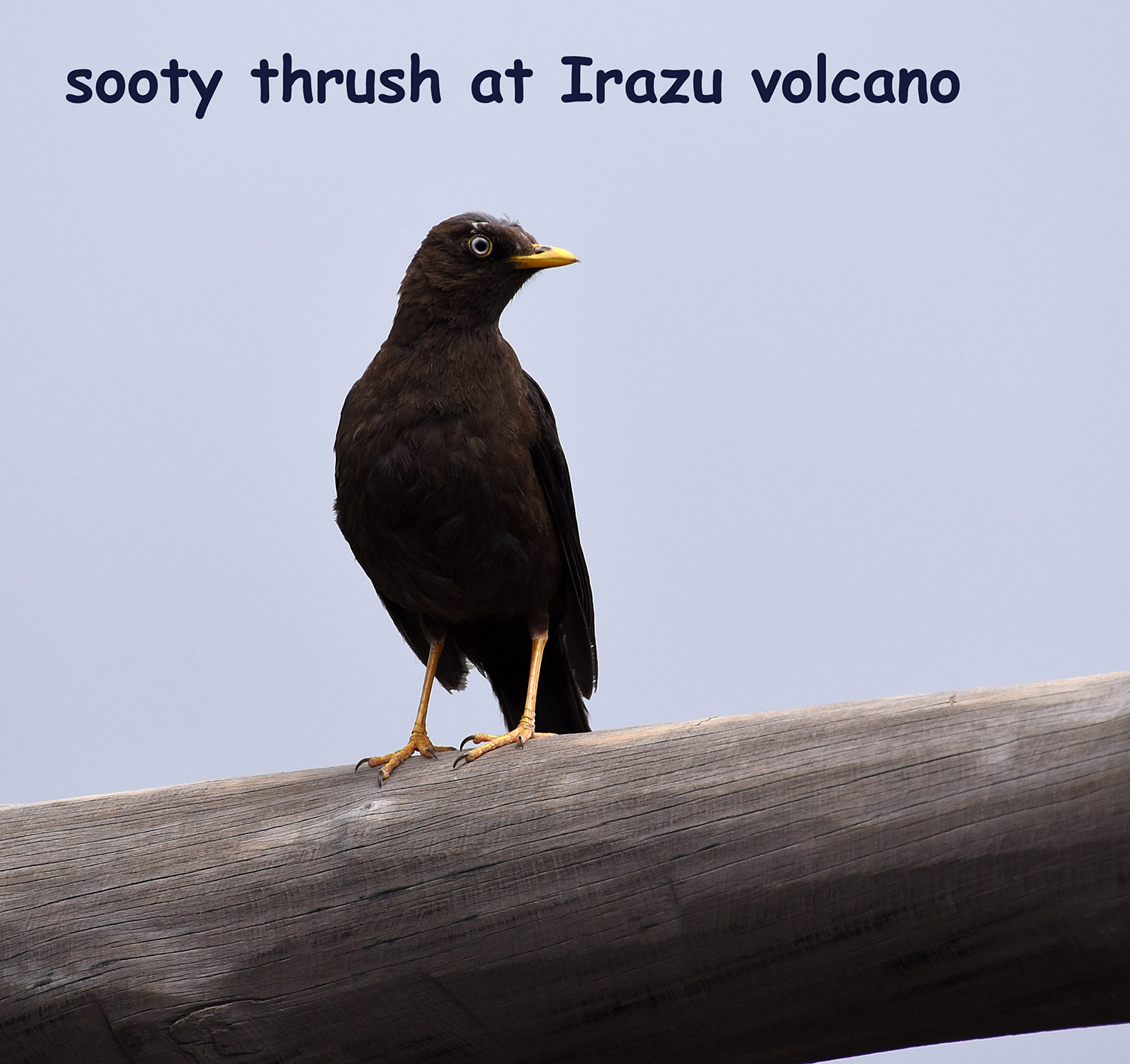 DSC_5471 sooty thrush-blog