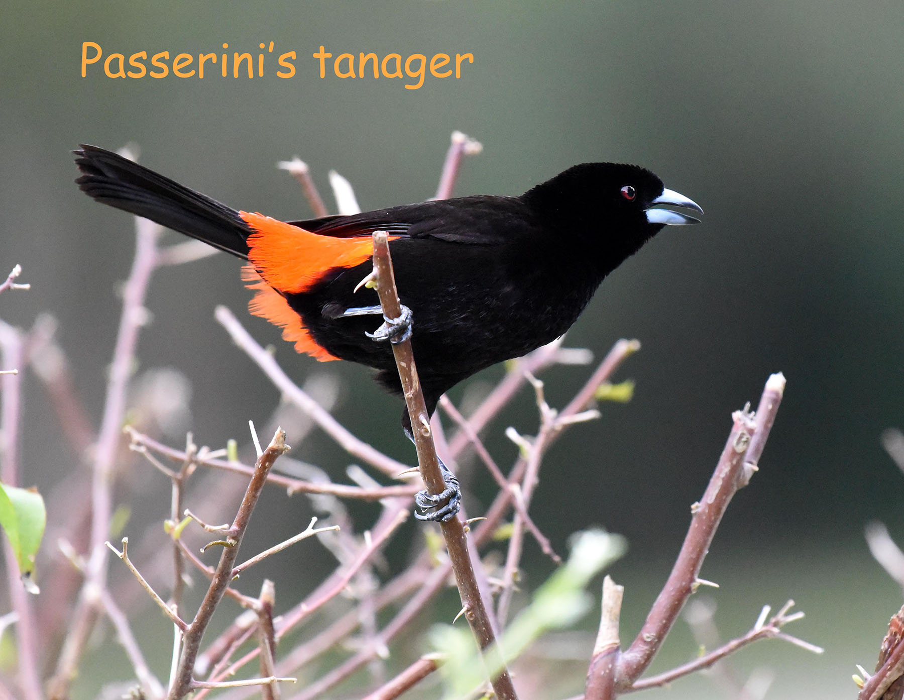 DSC_5540 passerint's tanager-blog