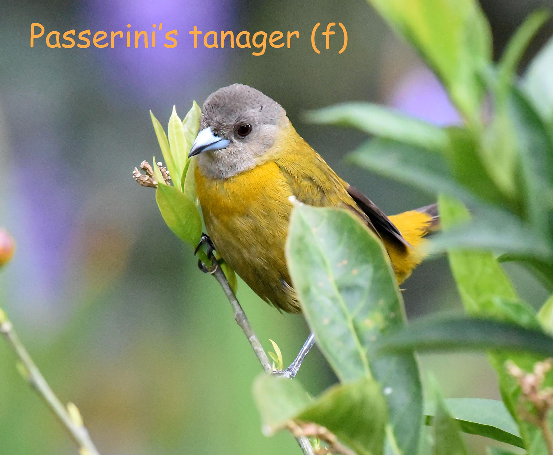 DSC_5544 Passerini's tanager (f)-blog