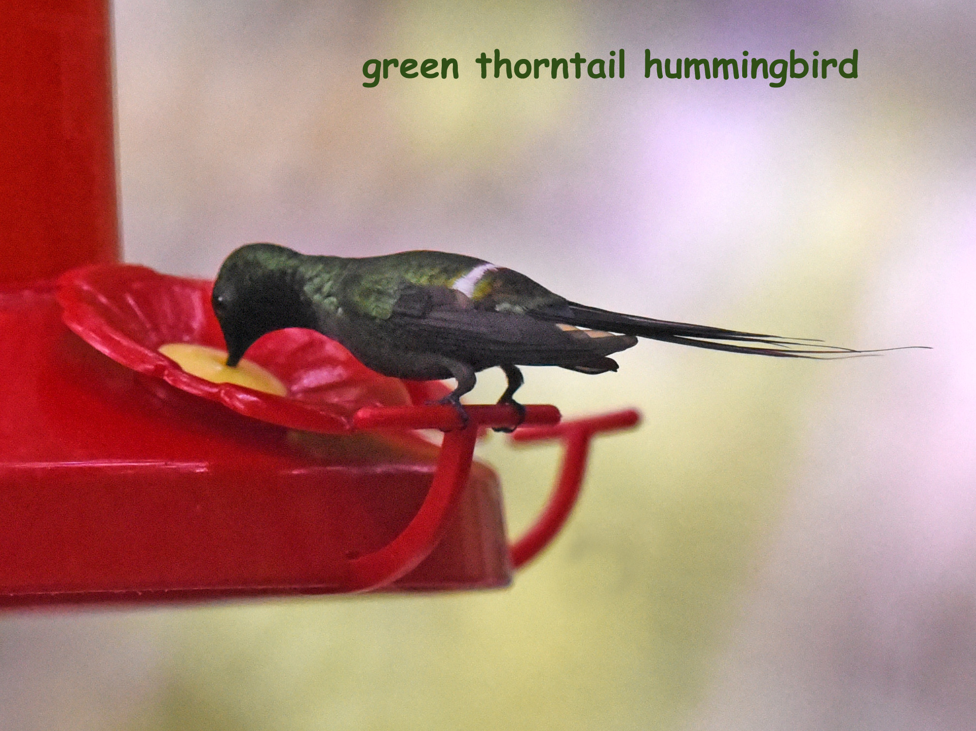 DSC_5885 green thorntail