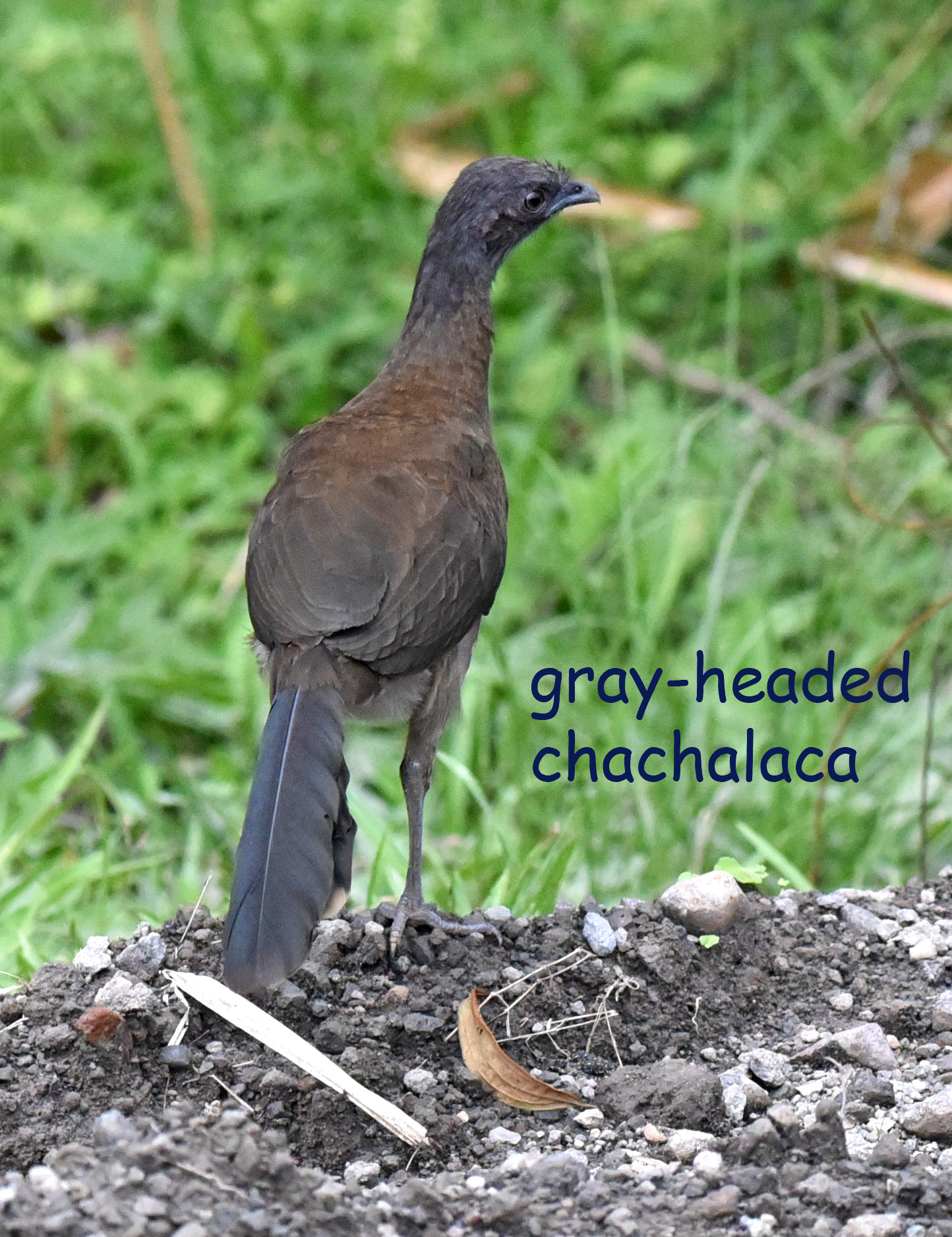 DSC_6155 gray-headed chachalaca