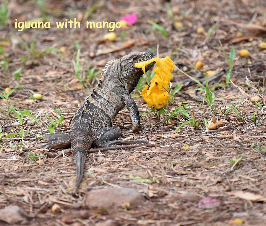 DSC_7269 iguana with mange