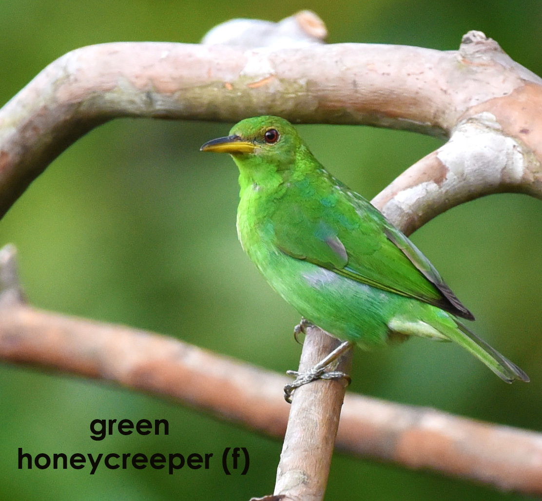 green honeycreeper (f)