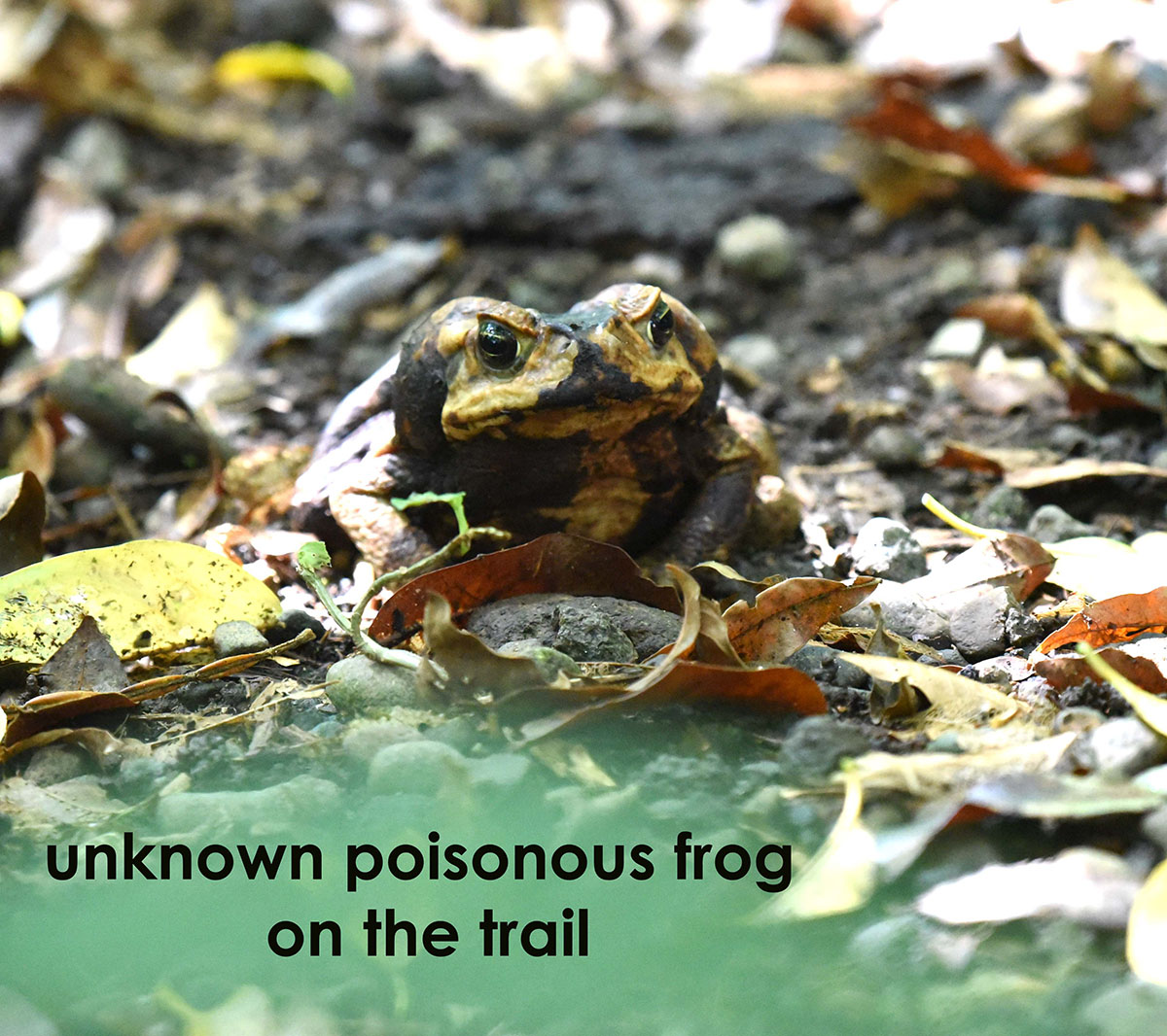 poisonous toad