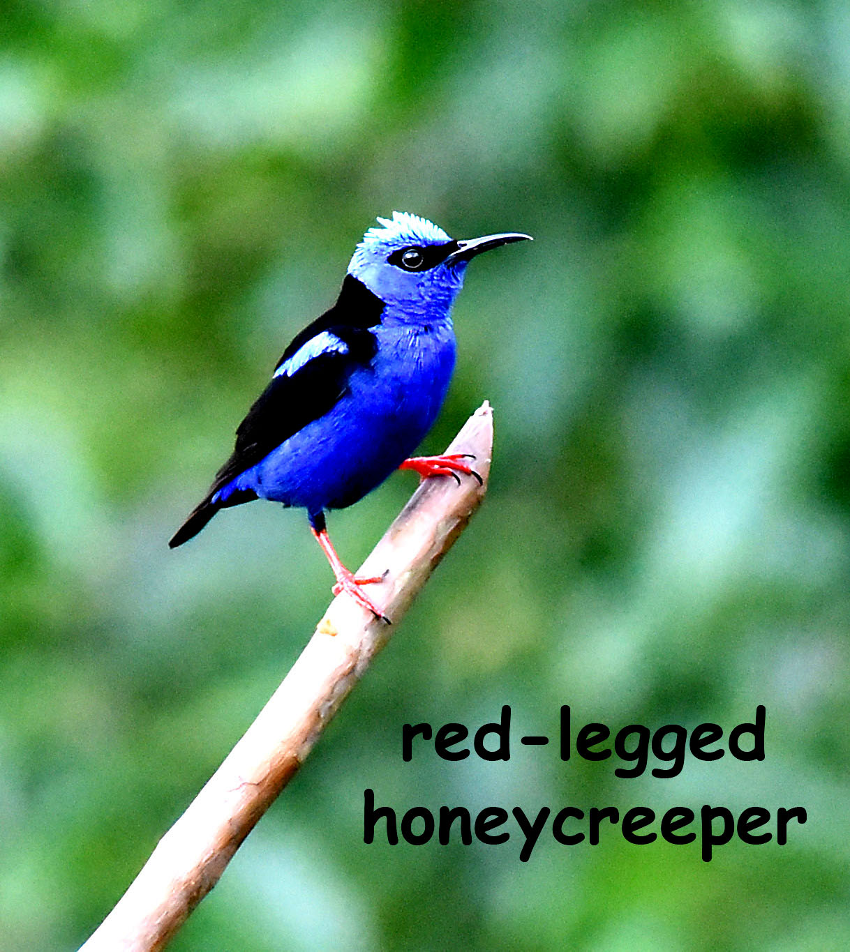 red-legged honeycreeper