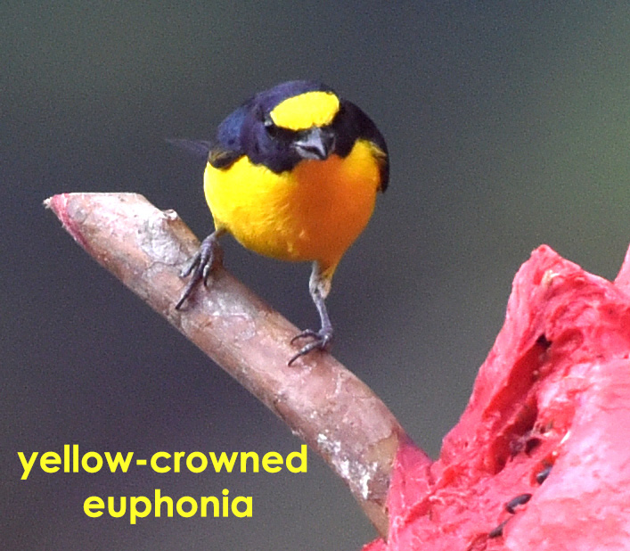 yellow-crowned euphonia